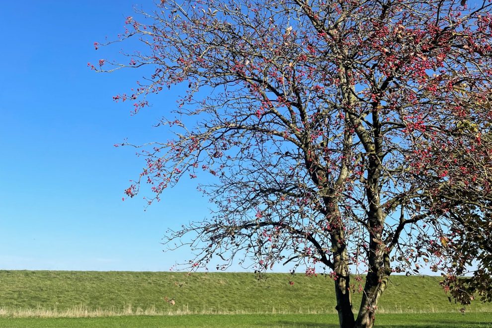 Bild Herbst