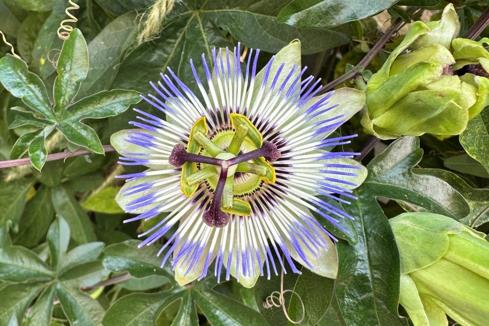 Blume